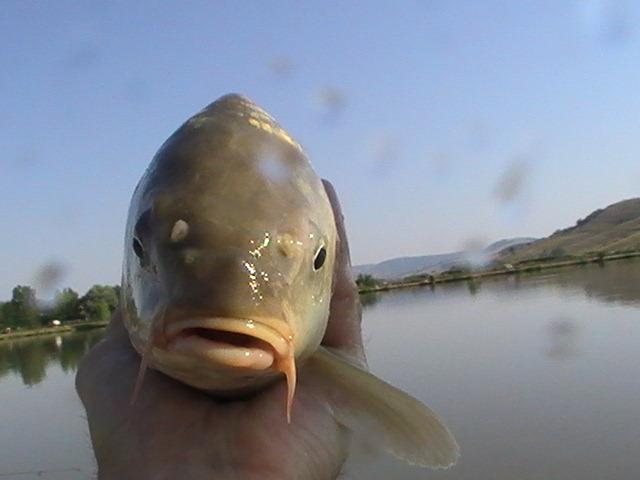 pestiiiiiiiiiiii - pic3792.JPG